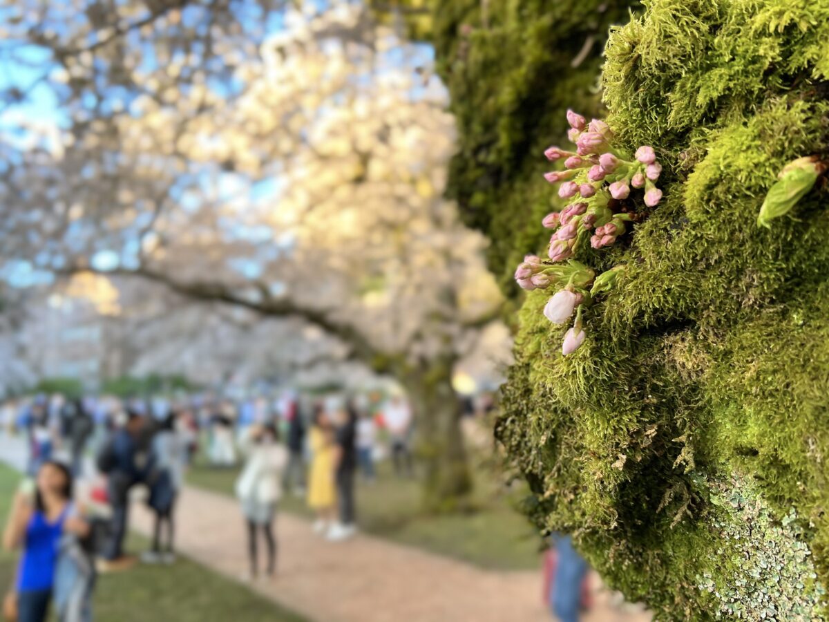 ESPN - Cherry Blossom season in the nation's capital 🌸 Washington